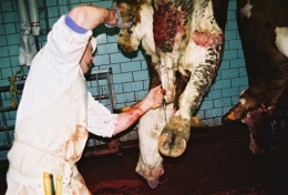 abattoirs, condition animale, transports animaux, végétarisme, protection animale, droits des animaux, Jean-Luc Daub, Ces bêtes qu'on abat, maltraitance, législation animale, viande ; animaux, animal ; bêtes, fraternité, abattage rituel, halal, hallal, casher