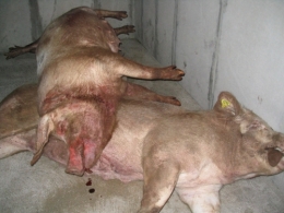 abattoirs, condition animale, transports animaux, végétarisme, protection animale, droits des animaux, Jean-Luc Daub, Ces bêtes qu'on abat, maltraitance, législation animale, viande ; animaux, animal ; bêtes, fraternité, abattage rituel, halal, hallal, casher