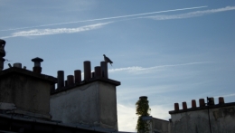 OIseau de bleu.JPG