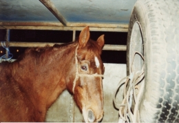  abattoirs, condition animale, transports animaux, végétarisme, protection animale, droits des animaux, Jean-Luc Daub, Ces bêtes qu'on abat, maltraitance, législation animale, viande ; animaux, animal ; bêtes, fraternité, abattage rituel, halal, hallal, casher