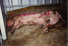 abattoirs, condition animale, transports animaux, végétarisme, protection animale, droits des animaux, Jean-Luc Daub, Ces bêtes qu'on abat, maltraitance, législation animale, viande ; animaux, animal ; bêtes, fraternité