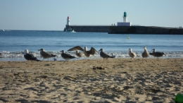 Sables d'Olonne, Sables de septembre, Mavra Nicolaïevna Novogrochneïeva, mouettes, plages, Olonne