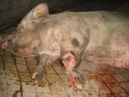 abattoirs, condition animale, transports animaux, végétarisme, protection animale, droits des animaux, Jean-Luc Daub, Ces bêtes qu'on abat, maltraitance, législation animale, viande ; animaux, animal ; bêtes, fraternité, abattage rituel, halal, hallal, casher