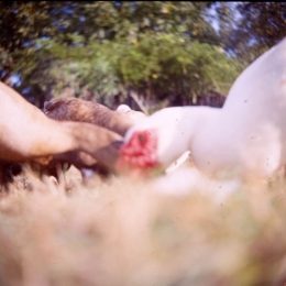 les canards et dindes.jpg