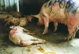  abattoirs, condition animale, transports animaux, végétarisme, protection animale, droits des animaux, Jean-Luc Daub, Ces bêtes qu'on abat, maltraitance, législation animale, viande ; animaux, animal ; bêtes, fraternité
