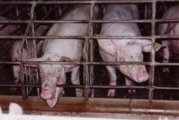 abattoirs, condition animale, transports animaux, végétarisme, protection animale, droits des animaux, Jean-Luc Daub, Ces bêtes qu'on abat, maltraitance, législation animale, viande ; animaux, animal ; bêtes, fraternité