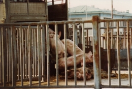 abattoirs, condition animale, transports animaux, végétarisme, protection animale, droits des animaux, Jean-Luc Daub, Ces bêtes qu'on abat, maltraitance, législation animale, viande
