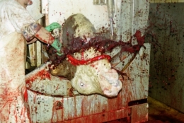 abattoirs, condition animale, transports animaux, végétarisme, protection animale, droits des animaux, Jean-Luc Daub, Ces bêtes qu'on abat, maltraitance, législation animale, viande ; animaux, animal ; bêtes, fraternité