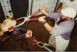 abattoirs, condition animale, transports animaux, végétarisme, protection animale, droits des animaux, Jean-Luc Daub, Ces bêtes qu'on abat, maltraitance, législation animale, viande ; animaux, animal ; bêtes, fraternité