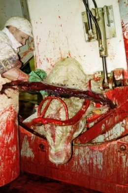 abattoirs, condition animale, transports animaux, végétarisme, protection animale, droits des animaux, Jean-Luc Daub, Ces bêtes qu'on abat, maltraitance, législation animale, viande ; animaux, animal ; bêtes, fraternité, abattage rituel