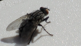 mouche.JPG