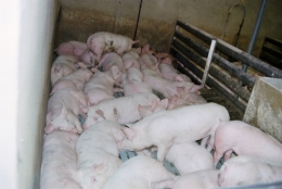 abattoirs, condition animale, transports animaux, végétarisme, protection animale, droits des animaux, Jean-Luc Daub, Ces bêtes qu'on abat, maltraitance, législation animale, viande ; animaux, animal ; bêtes, fraternité