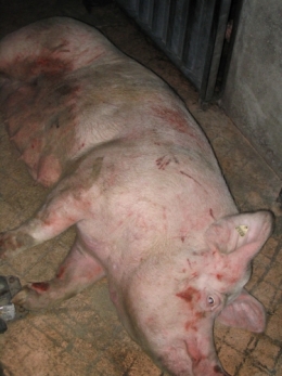 abattoirs, condition animale, transports animaux, végétarisme, protection animale, droits des animaux, Jean-Luc Daub, Ces bêtes qu'on abat, maltraitance, législation animale, viande ; animaux, animal ; bêtes, fraternité, abattage rituel, halal, hallal, casher