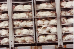 abattoirs, condition animale, transports animaux, végétarisme, protection animale, droits des animaux, Jean-Luc Daub, Ces bêtes qu'on abat, maltraitance, législation animale, viande ; animaux, animal ; bêtes, fraternité, abattage rituel, halal, hallal, casher