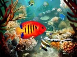 La Gloire orange et rouge.jpg