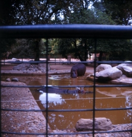 hippopotame.jpg