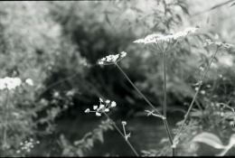 Sara, marais de Bourges