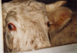 abattoirs, condition animale, transports animaux, végétarisme, protection animale, droits des animaux, Jean-Luc Daub, Ces bêtes qu'on abat, maltraitance, législation animale, viande ; animaux, animal ; bêtes, fraternité, abattage rituel, halal, casher