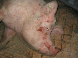 abattoirs, condition animale, transports animaux, végétarisme, protection animale, droits des animaux, Jean-Luc Daub, Ces bêtes qu'on abat, maltraitance, législation animale, viande ; animaux, animal ; bêtes, fraternité