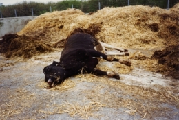 abattoirs, condition animale, transports animaux, végétarisme, protection animale, droits des animaux, Jean-Luc Daub, Ces bêtes qu'on abat, maltraitance, législation animale, viande ; animaux, animal ; bêtes, fraternité, abattage rituel, halal, hallal, casher