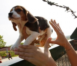 Green Hill, Beagles