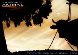 visuel_tribunal animal.jpg