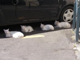 chats blancs, voiture, mavra