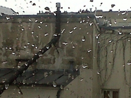 IMG00454-20130127-1121.jpg