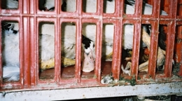  abattoirs, condition animale, transports animaux, végétarisme, protection animale, droits des animaux, Jean-Luc Daub, Ces bêtes qu'on abat, maltraitance, législation animale, viande ; animaux, animal ; bêtes, fraternité, abattage rituel, halal, hallal, casher