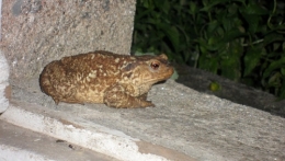 Crapaud_0862.JPG