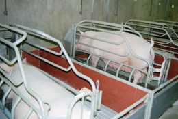 abattoirs, condition animale, transports animaux, végétarisme, protection animale, droits des animaux, Jean-Luc Daub, Ces bêtes qu'on abat, maltraitance, législation animale, viande ; animaux, animal ; bêtes, fraternité, abattage rituel, halal, hallal, casher