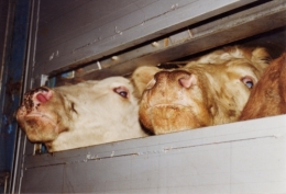 abattoirs, condition animale, transports animaux, végétarisme, protection animale, droits des animaux, Jean-Luc Daub, Ces bêtes qu'on abat, maltraitance, législation animale, viande ; animaux, animal ; bêtes, fraternité, abattage rituel, halal, hallal, casher