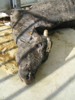  abattoirs, condition animale, transports animaux, végétarisme, protection animale, droits des animaux, Jean-Luc Daub, Ces bêtes qu'on abat, maltraitance, législation animale, viande ; animaux, animal ; bêtes, fraternité