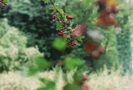 Roll1.Fruits rouges30.jpg