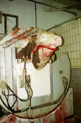 abattoirs, condition animale, transports animaux, végétarisme, protection animale, droits des animaux, Jean-Luc Daub, Ces bêtes qu'on abat, maltraitance, législation animale, viande ; animaux, animal ; bêtes, fraternité