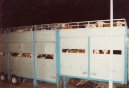 abattoirs, condition animale, transports animaux, végétarisme, protection animale, droits des animaux, Jean-Luc Daub, Ces bêtes qu'on abat, maltraitance, législation animale, viande ; animaux, animal ; bêtes, fraternité