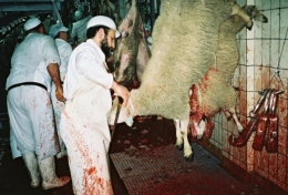 abattoirs,condition animale,transports animaux,végétarisme,protection animale,droits des animaux,jean-luc daub,ces bêtes qu'on abat,maltraitance,législation animale