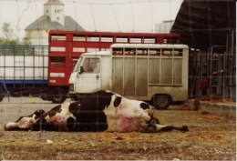 abattoirs, condition animale, transports animaux, végétarisme, protection animale, droits des animaux, Jean-Luc Daub, Ces bêtes qu'on abat, maltraitance, législation animale, viande ; animaux, animal ; bêtes, fraternité, abattage rituel, halal, hallal, casher