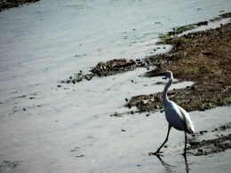 aigrette blanche, sables d'olonne