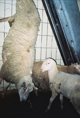 abattoirs, condition animale, transports animaux, végétarisme, protection animale, droits des animaux, Jean-Luc Daub, Ces bêtes qu'on abat, maltraitance, législation animale, viande ; animaux, animal ; bêtes, fraternité, abattage rituel, halal, hallal, casher