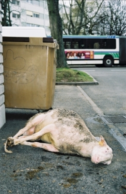  abattoirs, condition animale, transports animaux, végétarisme, protection animale, droits des animaux, Jean-Luc Daub, Ces bêtes qu'on abat, maltraitance, législation animale