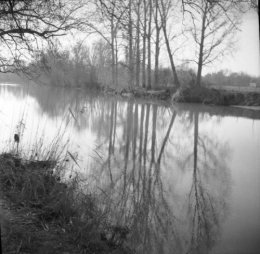 arbres se refletant .jpg