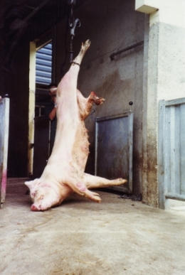 abattoirs, condition animale, transports animaux, végétarisme, protection animale, droits des animaux, Jean-Luc Daub, Ces bêtes qu'on abat, maltraitance, législation animale, viande ; animaux, animal ; bêtes, fraternité