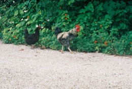 B000878-R2-08-10A.jpg