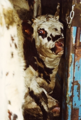 abattoirs, condition animale, transports animaux, végétarisme, protection animale, droits des animaux, Jean-Luc Daub, Ces bêtes qu'on abat, maltraitance, législation animale, viande ; animaux, animal ; bêtes, fraternité