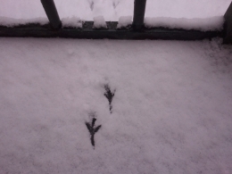 Mavra Nicolaïevna Novogrochneïeva, balcon, neige, Paris, pigeon, trace d'oiseau dans la neige