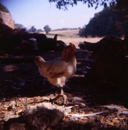 poule rousse.jpg