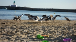 Sables d'Olonne, Sables de septembre, Mavra Nicolaïevna Novogrochneïeva, mouettes, plages, Olonne