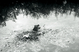 Sara, marais de Bourges