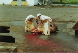 abattoirs, condition animale, transports animaux, végétarisme, protection animale, droits des animaux, Jean-Luc Daub, Ces bêtes qu'on abat, maltraitance, législation animale, viande